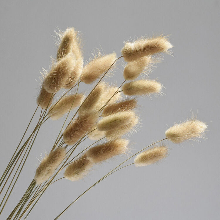 木子西年 兔尾巴草干花 仿真花艺 风干兔尾草小支非狗尾草【不含花瓶