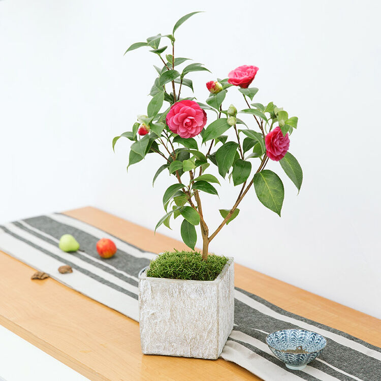 花花草草 山茶花盆栽室内阳台花卉盆栽植物盆栽茶花盆景冬季花卉 山茶
