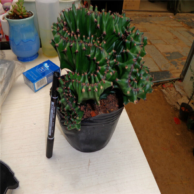 花美汇彩色玉麒麟 玉麒麟 多肉植物 盆栽花卉 肉肉植物 多肉 迷你小