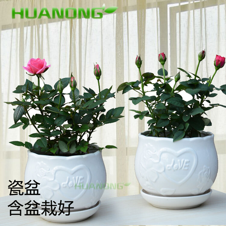 绿植盆栽 花卉 玫瑰花含瓷盆,绿色室内植物,祝福节日生日礼品花卉