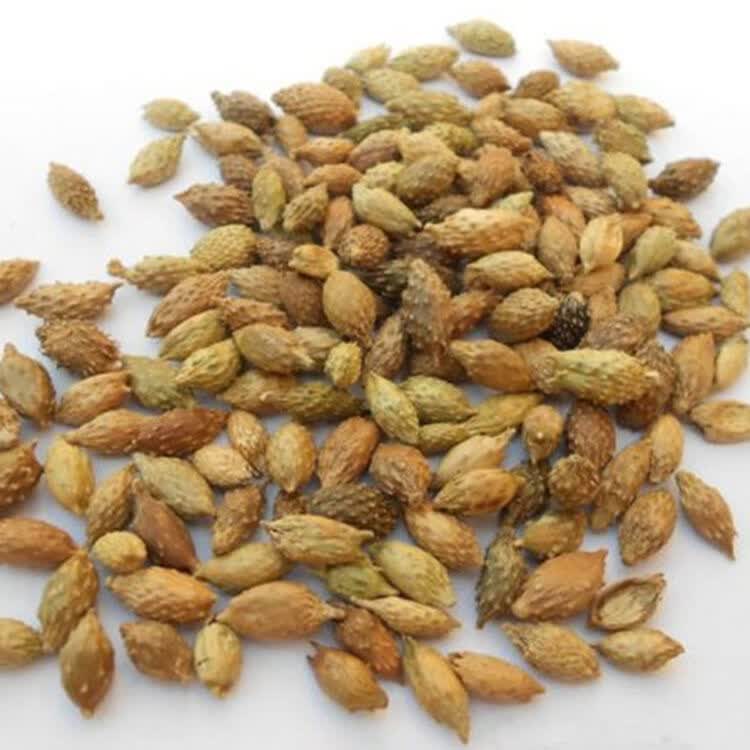 苍耳子种子中药材种子种子草药种子 半斤