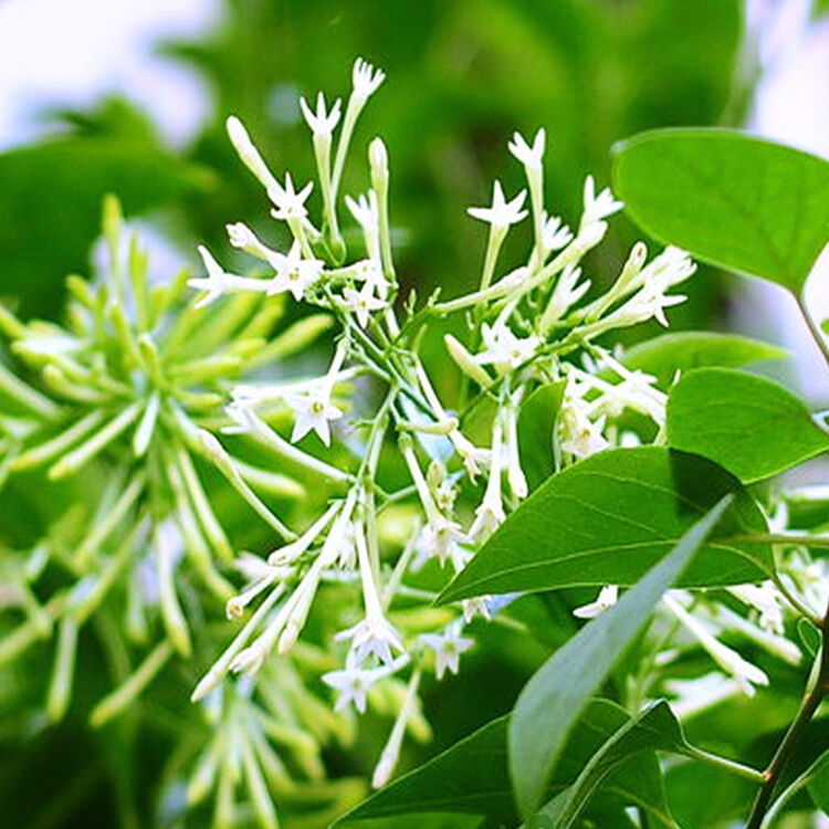 花络阁夜来香花苗夜丁香驱除蚊虫庭院阳台花卉盆栽芳香绿植