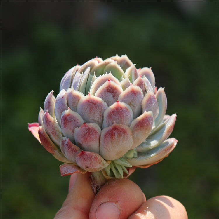 多肉植物紫月影砍头的带侧芽安然园艺实拍月影系冰梅冰莓