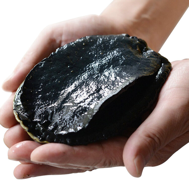 御鲜轩冷冻新西兰大鲍鱼黑金鲍450600g1只活冻海鲜贝类生鲜