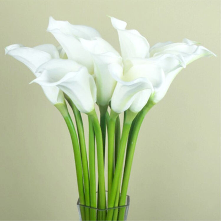 felicity毕业季广州深圳订花生活鲜花速递 鲜切花花材 马蹄莲一束五支