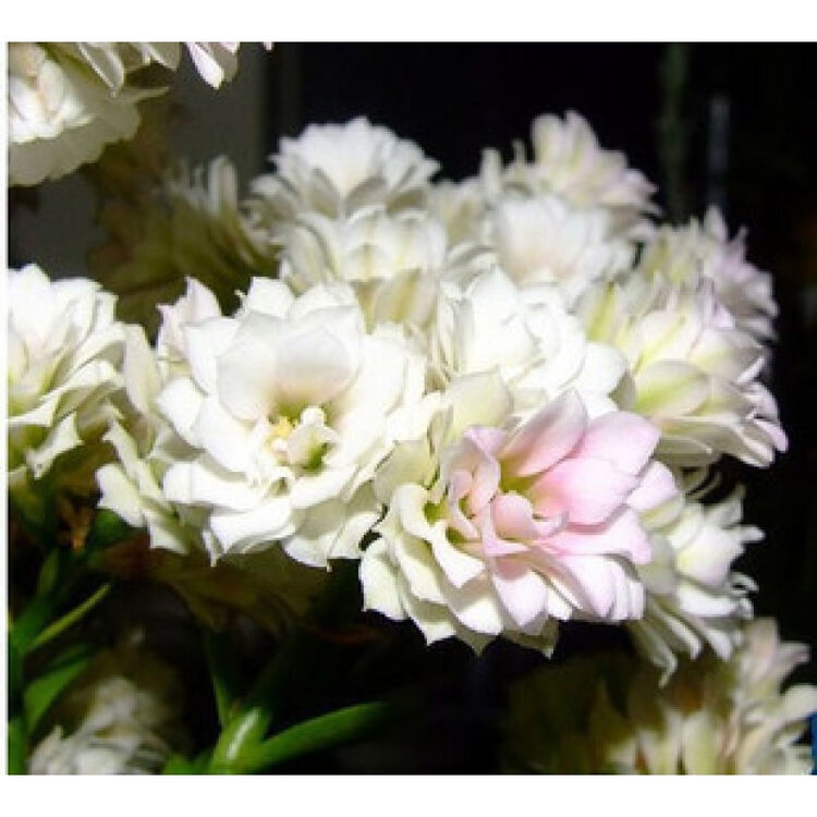 乐诗曼 长寿花苗盆栽绿植植物办公室桌面花卉绿植室内植物 5号