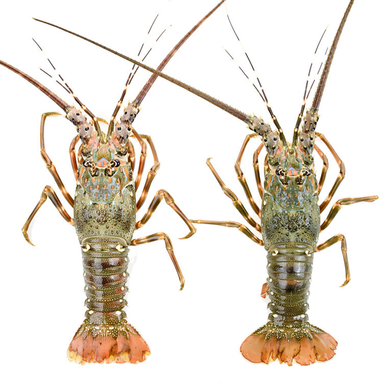 京东购物-商品详情