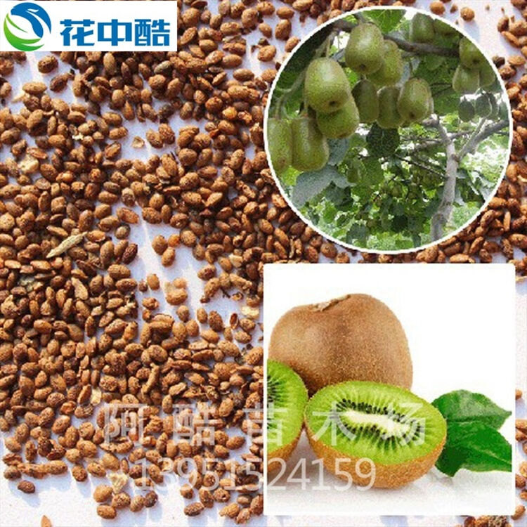 花中酷基地出售新采果树种子 猕猴桃种子 奇异果种子 发芽率高量大