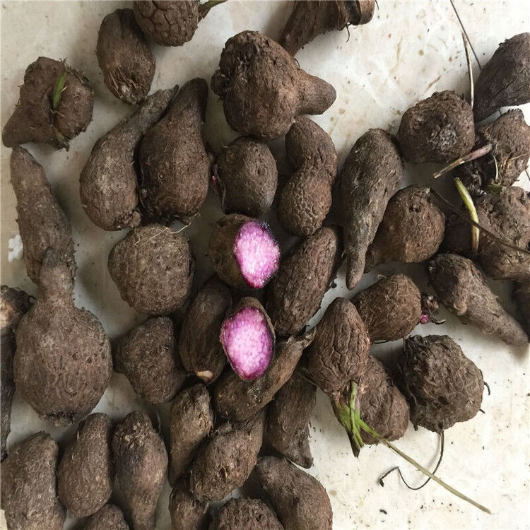 ktex紫山药种子紫山药豆零余子 2斤