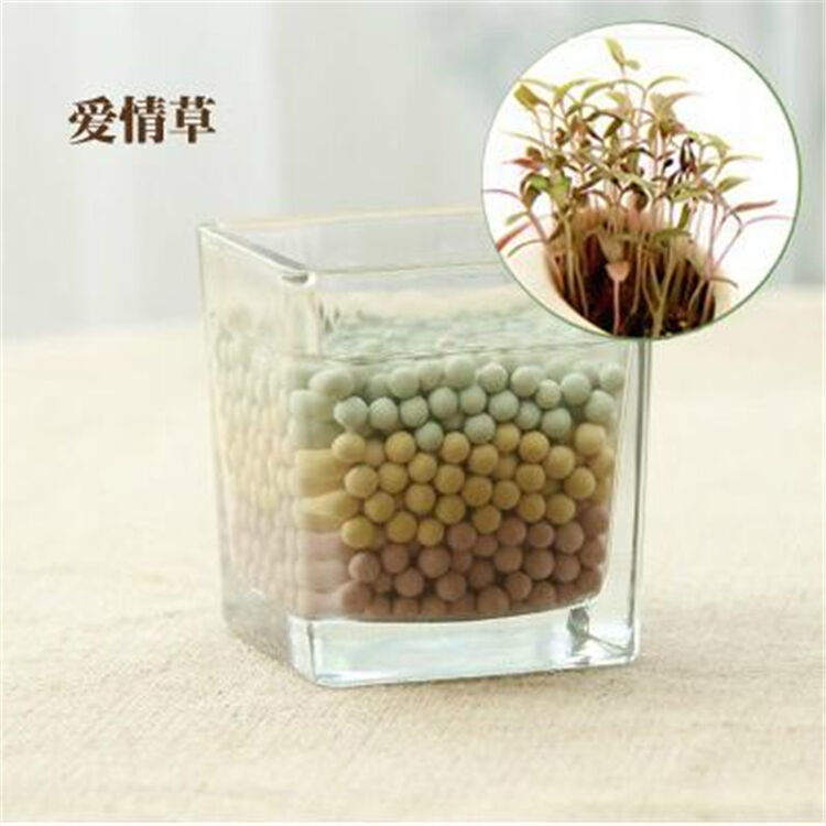 蔓薇 负离子第二代迷你植物盆栽 负离子陶碳球植栽 爱情草