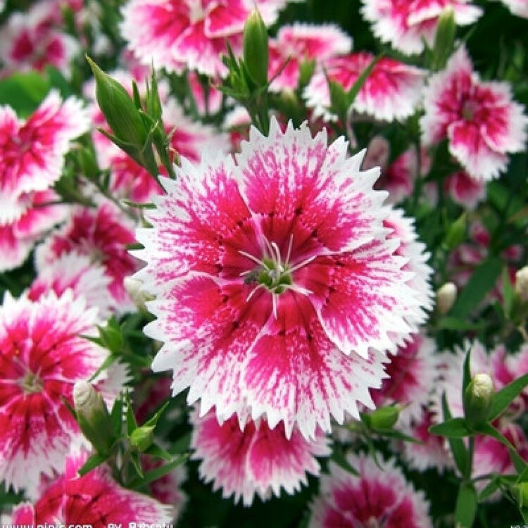 花明月 五寸石竹种子 花种子 阳台花卉小盆栽蔬菜绿植植物 五寸石竹