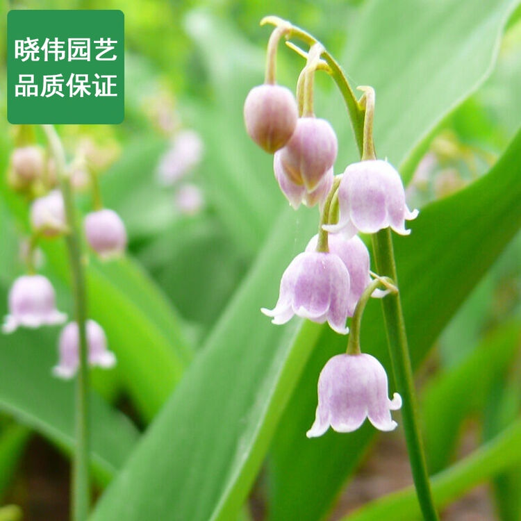 铃兰种球 粉灯笼