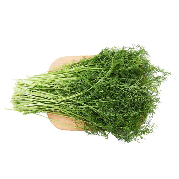 小汤山 茴香 约250g 安心蔬菜 基地自产 当天采摘 顺丰次日达