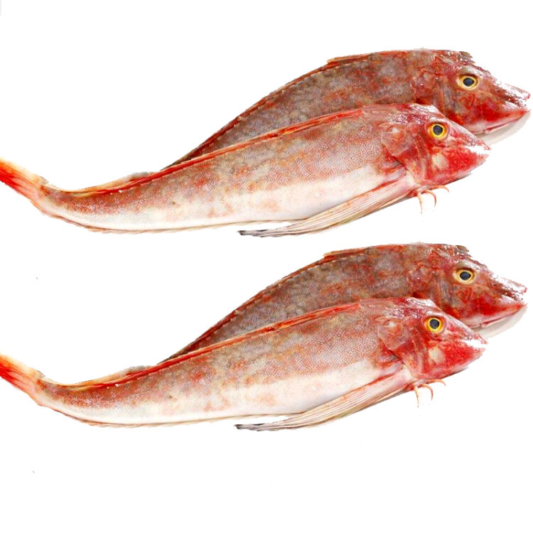 【活鲜】三山蟹岛 野生海鱼红头鱼 大个头 550