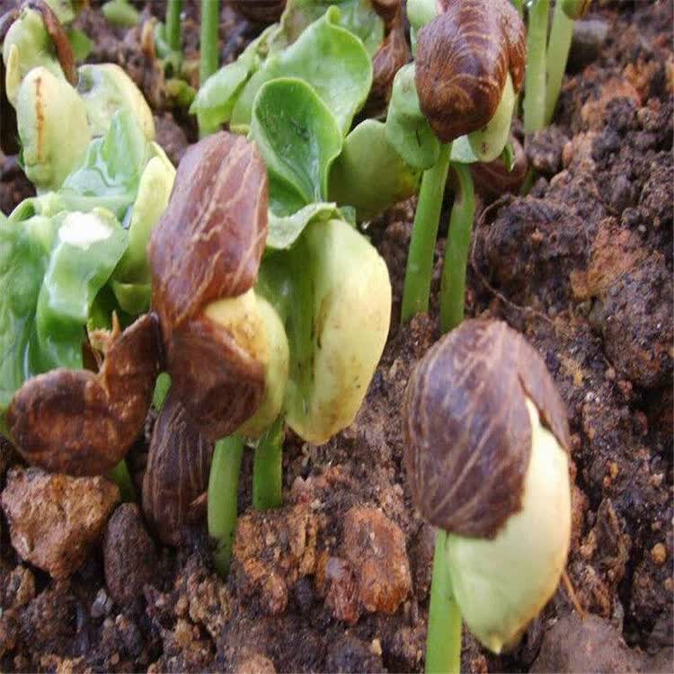 发财树种子盆栽花卉易种植发芽率高家庭绿色盆栽 20粒