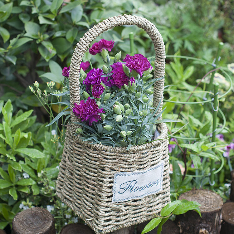 盆栽花卉 母亲节礼物 康乃馨 盆栽花卉套装 花篮套装 康乃馨多色可选