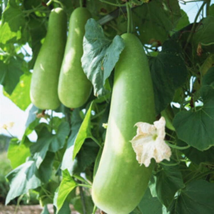早生蒲瓜种子 长蒲瓜 阳台盆栽 庭院 有机蔬菜种子四季播 10粒