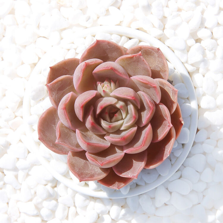 迎虞花苑一元多肉植物上新 玫瑰夫人3-5cm