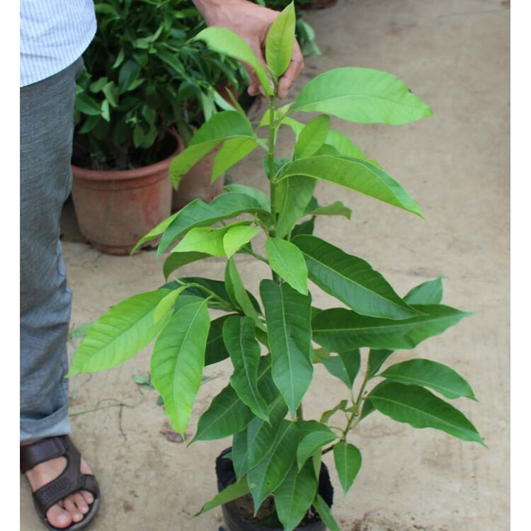 白兰花苗 黄角兰 黄兰 浓香型庭院别墅小区植物盆栽 白兰 50-80cm高