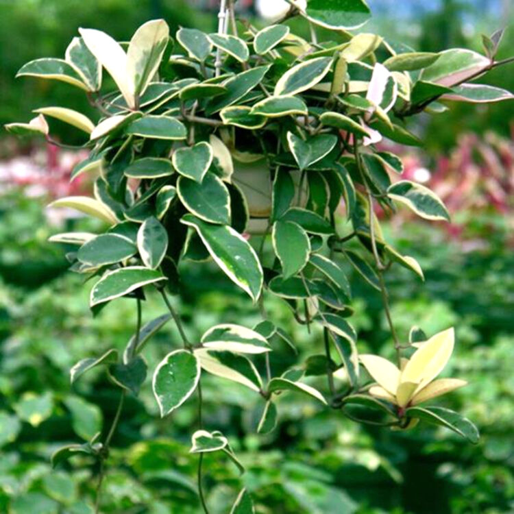 花絡閣 觀葉觀花植物 花葉球蘭 花團錦簇 非常美麗 大苗 原盆價