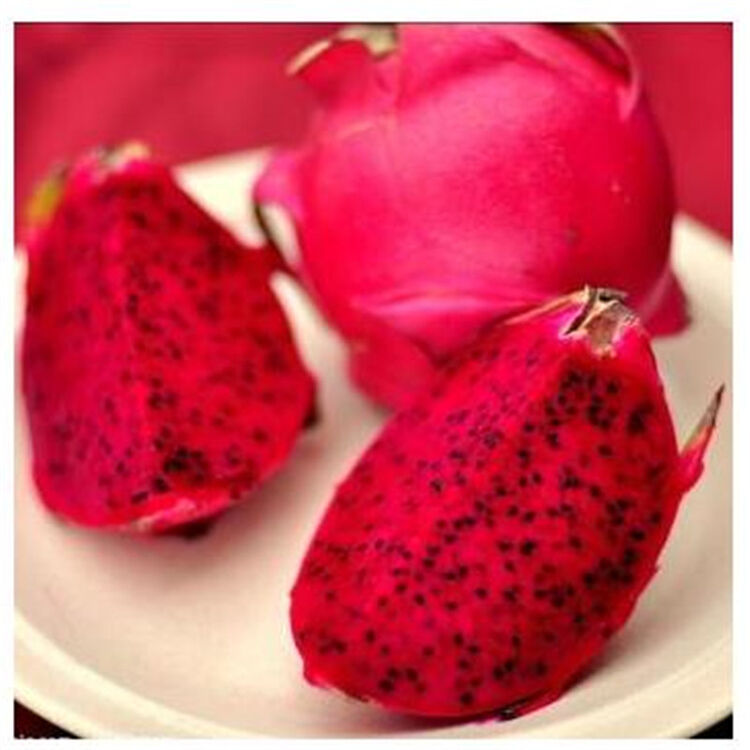 盆栽火龙果种子四季播结果室内阳台家种红色红心火龙果种子