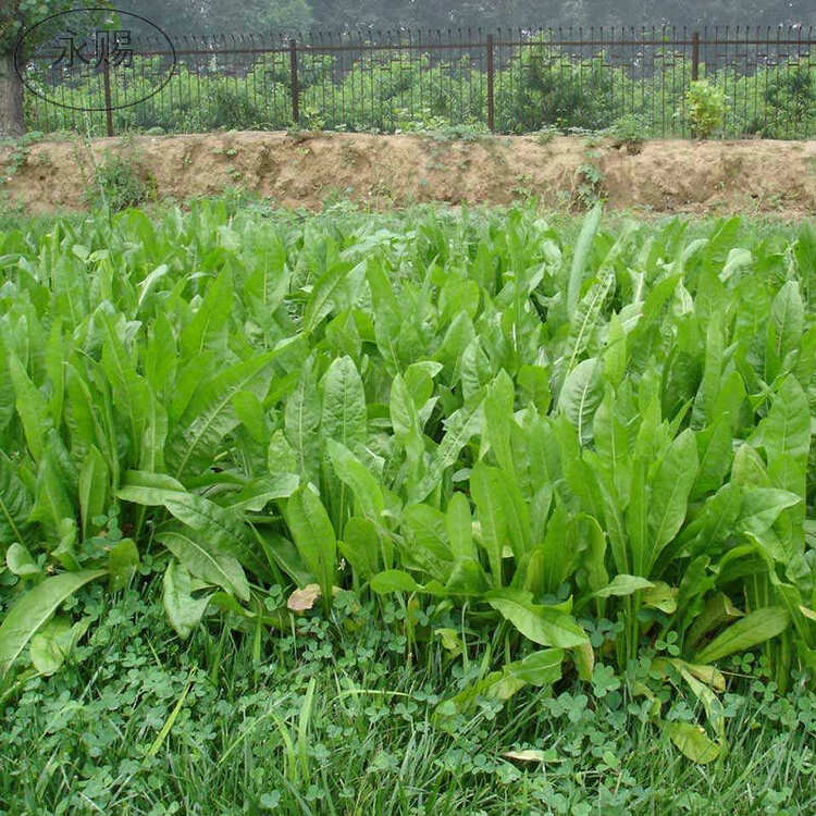 永赐 欧洲菊苣种子将军菊苣种子 进口多年生耐寒高产四季牧草南方北方