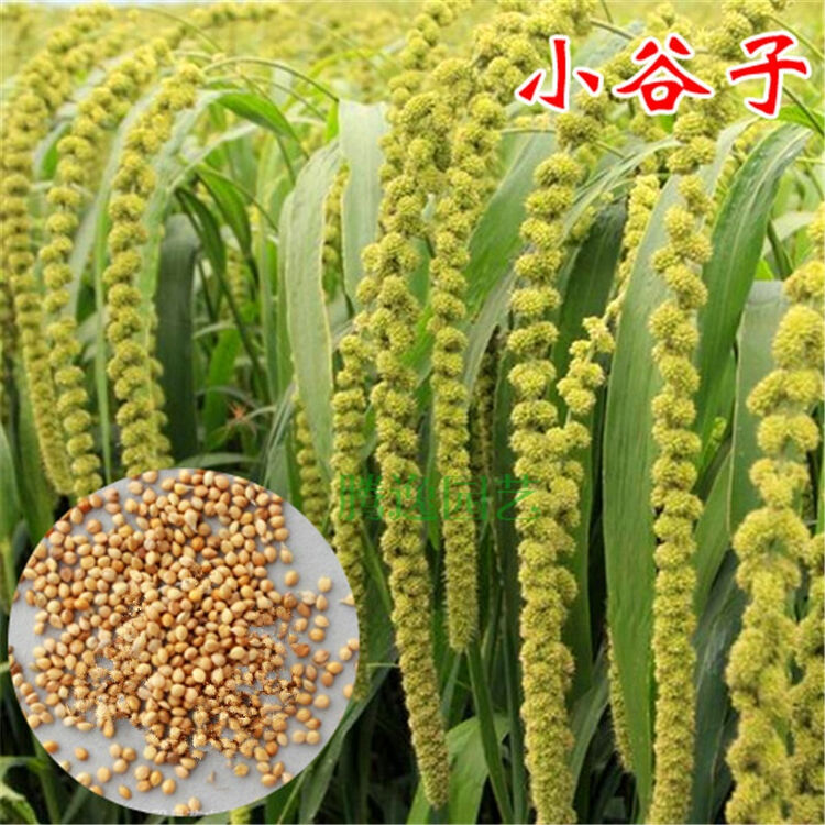 小谷子小米五谷杂粮 一斤