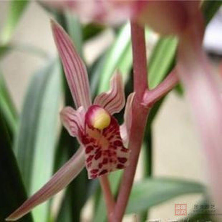 兰花 盆栽兰花苗 春兰 建兰 墨兰 当年开花 多品种 墨兰桃姬1颗