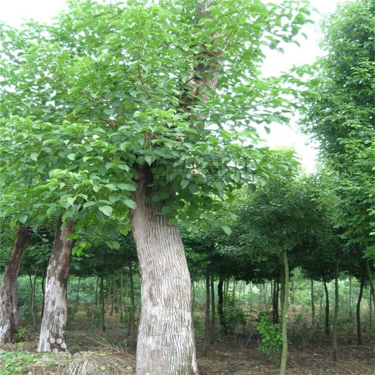 重阳木苗常绿树木庭院园林绿化景观苗木 约五公分粗