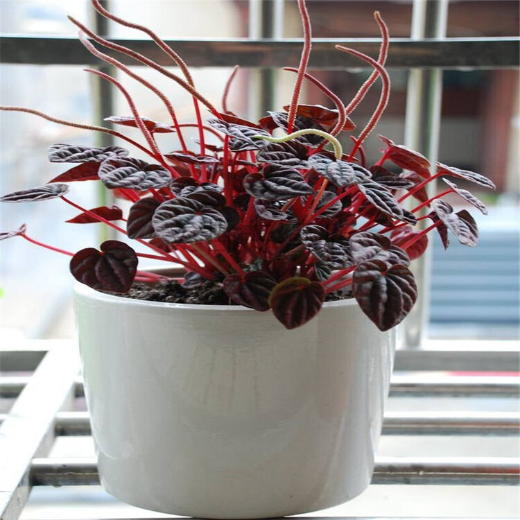 红美人椒草盆栽清新小盆栽 红宝石小绿植