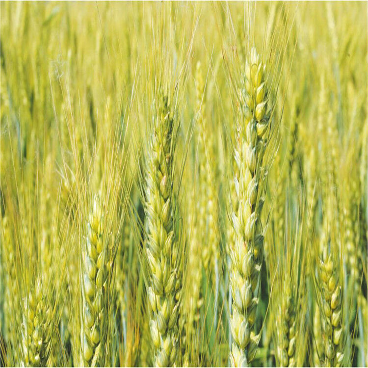 大麦种子植物种子作物种子 100g