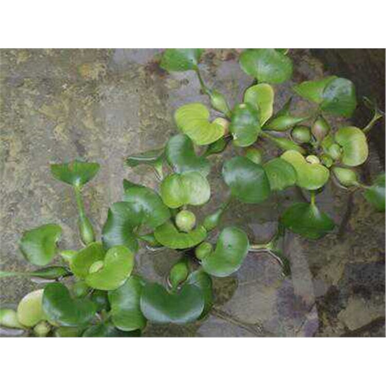 花姬水葫芦水培绿植凤眼莲水浮莲污水净化水生养殖带根500克 绿色