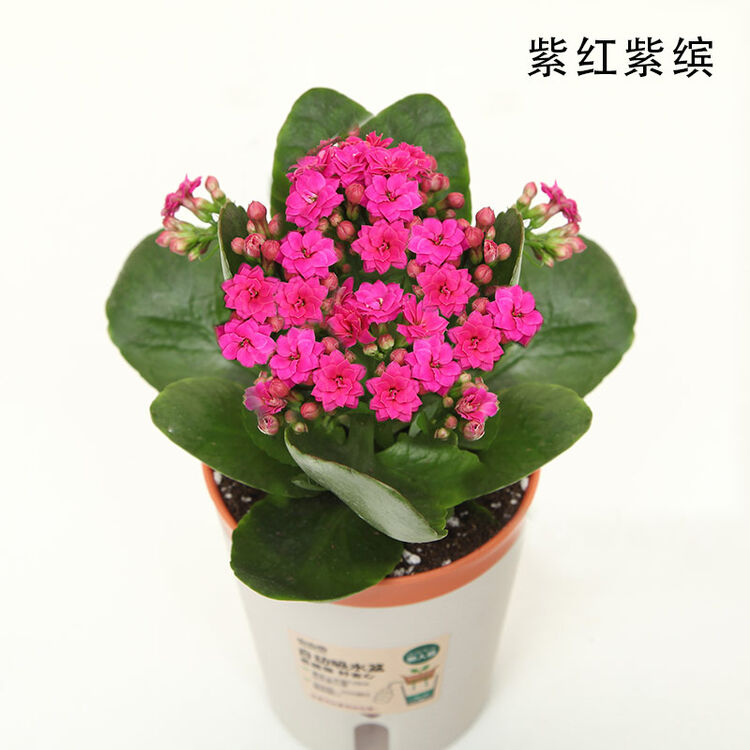 mumuhome 长寿花盆栽办公室花卉盆栽绿植盆栽植物两盆包邮 紫红紫缤 2