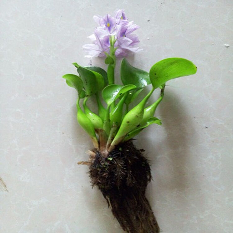 大睡莲花根块根茎 池塘水生植物花卉盆栽 水培植物 水养植物绿植水