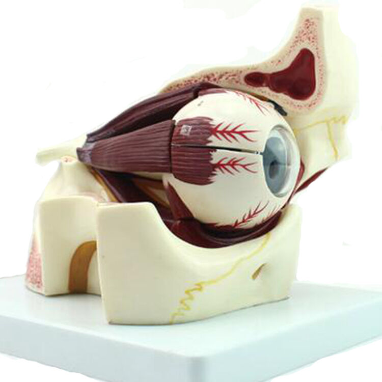 颐诺 人体眼球解剖模型眼睛解剖结构五官眼科 眼球眼眶放大