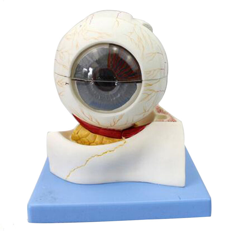 颐诺 人体眼球解剖模型眼睛解剖结构五官眼科 眼球6部件5倍放大模型