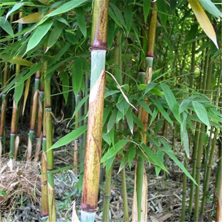 蔷薇谷苦竹种子伞柄竹种子阳台庭院种植 一斤