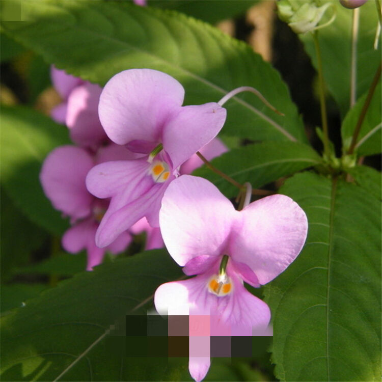 七彩鳳仙花種子 茶花鳳仙 非洲鳳仙 四季易種花卉 指甲花 盆栽 淺紫色