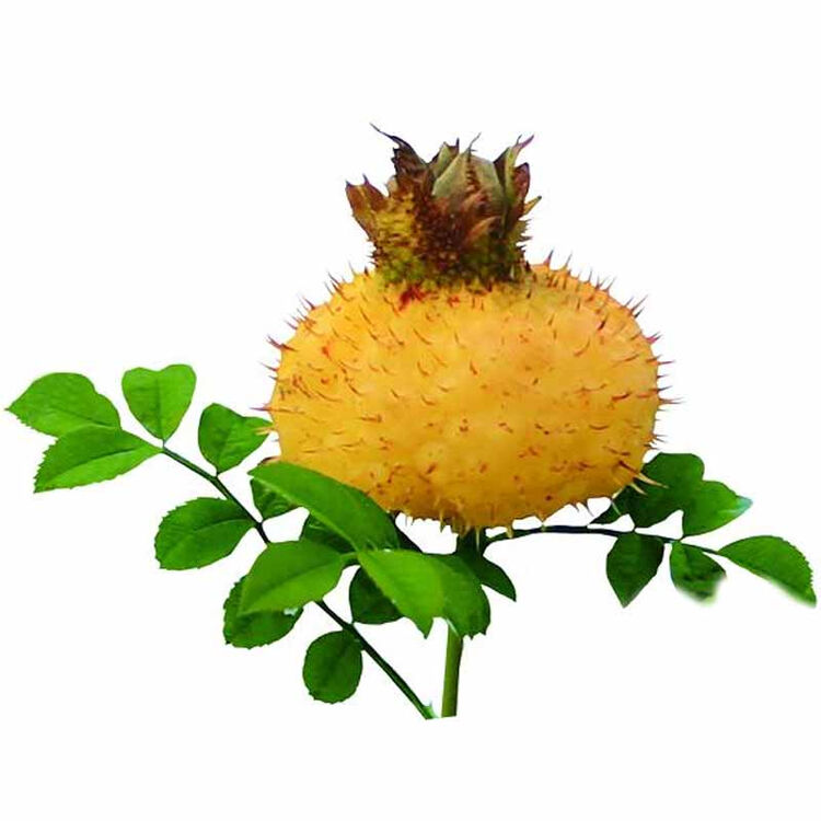 贵州特产野生新鲜刺梨果水果1kg