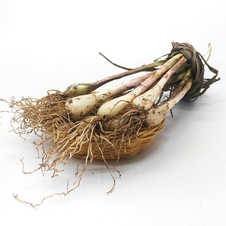 博多客 荞头 叫头 藠头教头茭头 江西特产 蔬菜新鲜去叶 农家自种 s