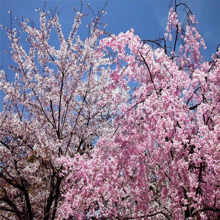 新鲜樱花 食用八重樱花 高山樱花