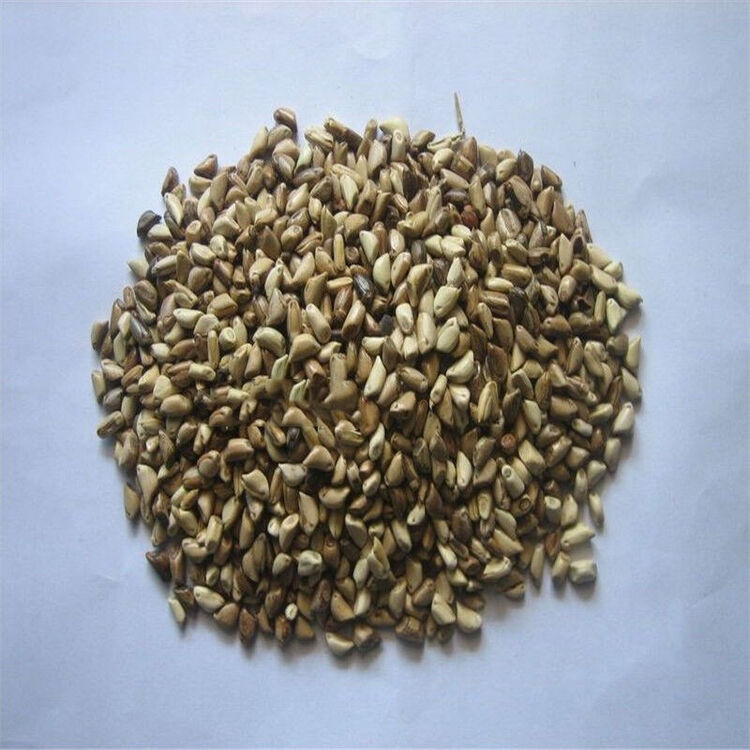 玉米草种子家禽饲料种子牧草种子农资 半斤