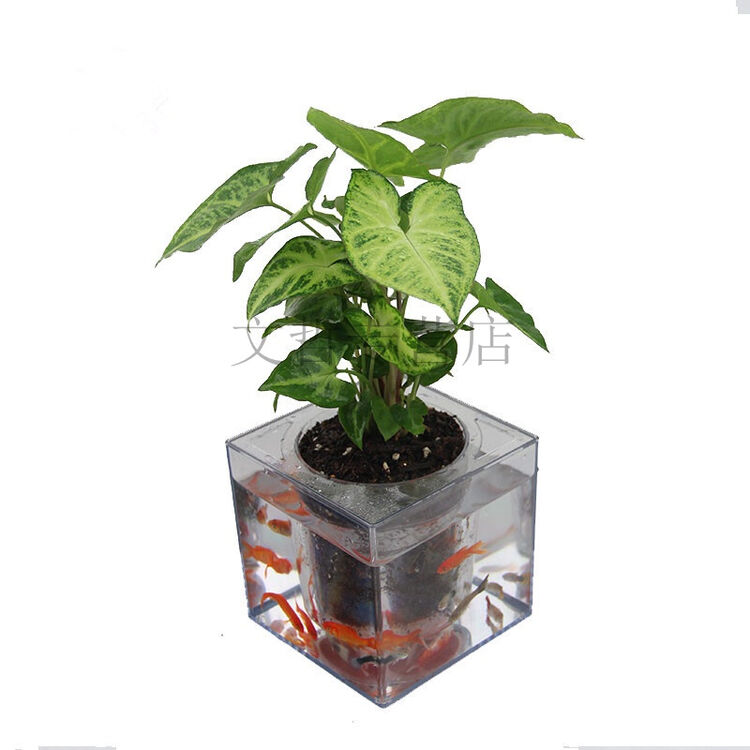 合果芋盆栽 蓝精灵 办公室绿植盆栽