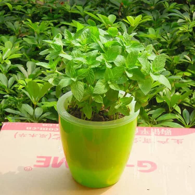 薄荷叶盆栽罗勒九层塔金不换水培植物花卉阳台庭院食用柠檬香草 绿色