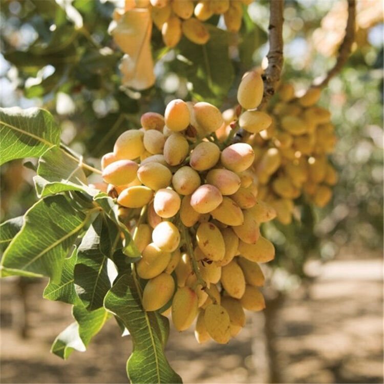 【开心果树苗】 开心果苗 浑子 嫁接苗 果树苗 两年苗