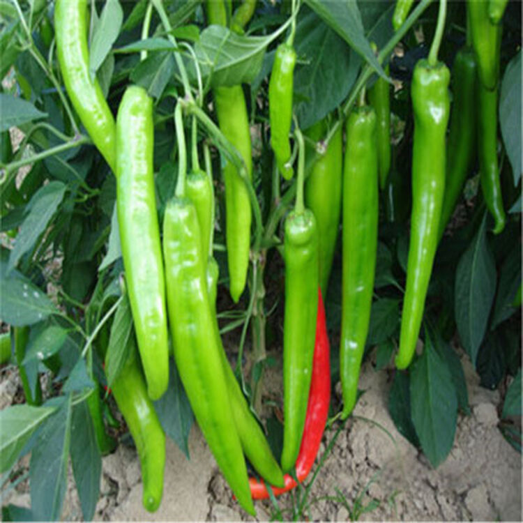 珊诗丽蔬菜苗辣椒苗朝天椒苗番茄苗茄子苗高产盆载苦瓜苗韭菜苗 杭椒