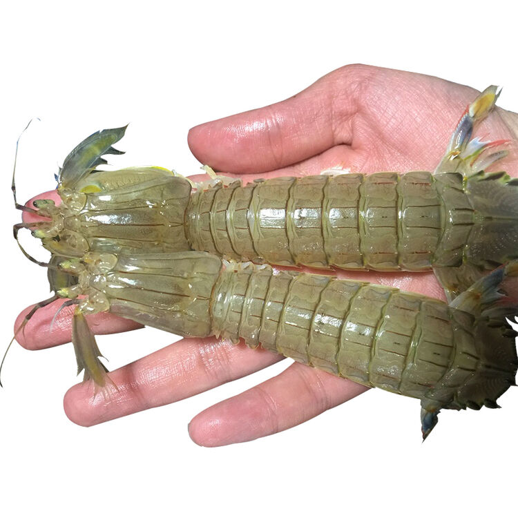 锤子 北京五环内闪送 鲜活皮皮虾 新鲜虾爬子 富贵濑尿虾 2000g