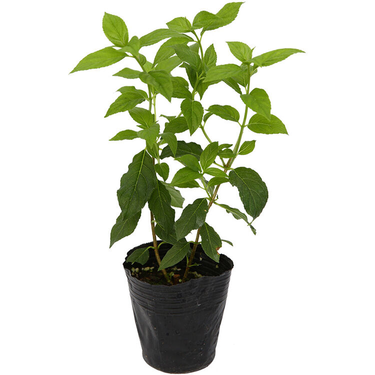 绣球盆栽中大苗 石灰灯 石灰灯 含盆