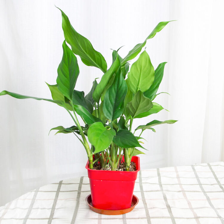 万年青盆栽 室内水培植物花卉绿植四季长青客厅大厅大型盆栽美观 20