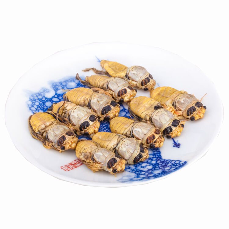 森珍绿业 山东青岛野生白蝉 嫩蝉 知了猴刚蜕变 1000g 约220只 袋装